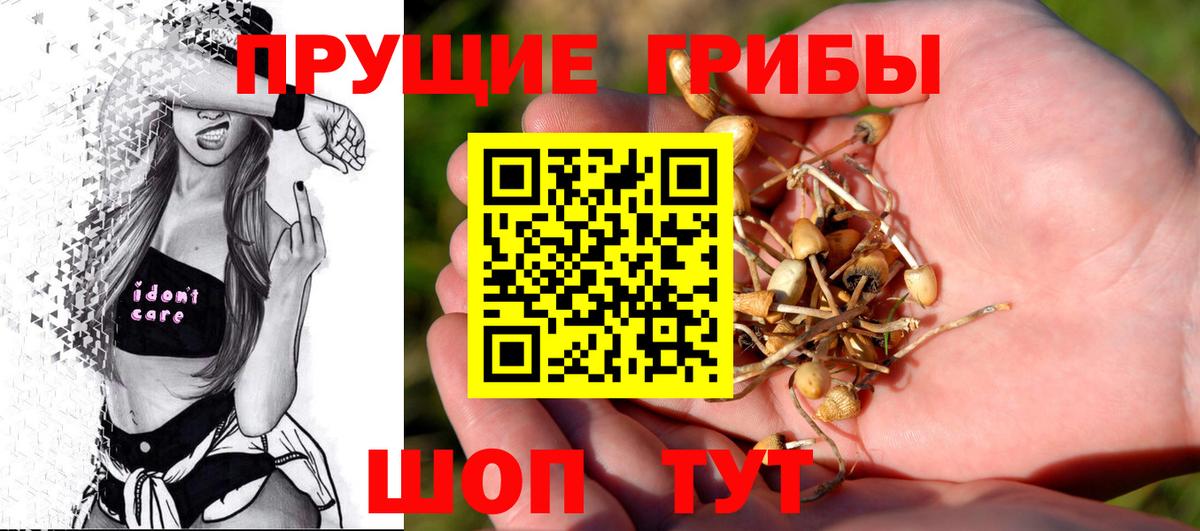 Галлюциногенные грибы Psilocybe Краснознаменск